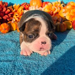 Black Brindle Lady - Black brindle and white female Boston Terrier puppy in Corsicana, Texas from JT Bostons