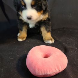 Pink - Tri-color female Bernese Mountain Dog puppy in Francisco, Indiana from Kate's Country Canines