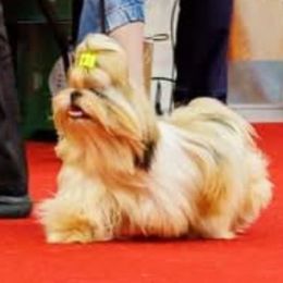 Shih Tzu puppies from Northstar Shih Tzu