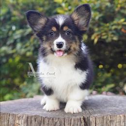 Riley (Fluff) - Black and tan female Pembroke Welsh Corgi puppy in Straughn, Alabama from Magnolia Creek Corgis