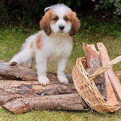 Saint Berdoodle Puppies from Whisky Paws Saint Berdoddles and Poodle Pups