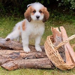 Saint Berdoodle Puppies from Whisky Paws Saint Berdoddles and Poodle Pups