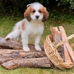 Saint Berdoodle Puppies from Whisky Paws Saint Berdoddles and Poodle Pups