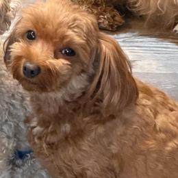 Esme - Goldendoodle