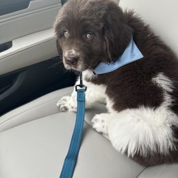 Newfoundland, Newfypoo, and Sheepadoodle Puppies from Sweet Creek Pups
