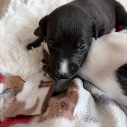 Gobbler - Black male Whippet puppy in Fort Myers, Florida from Rainbow Whippets