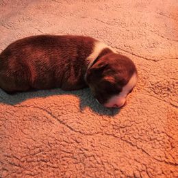 Male 2 - Black brindle male American Staffordshire Terrier puppy in Springfield, Illinois from Prairieland Kennels