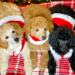 Cavalier King Charles Spaniel, Cavapoo, and Poodle Puppies from Red Skye Puppies