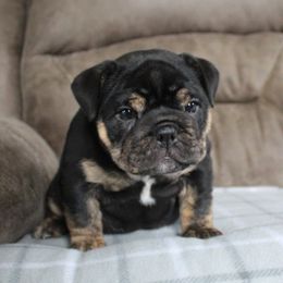 Boxer, Bulldog, and French Bulldog Puppies from Hillview Kennels