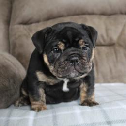 Boxer, Bulldog, and French Bulldog Puppies from Hillview Kennels