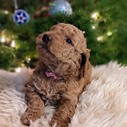 Goldendoodle Puppies from Park City Goldendoodles