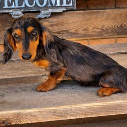 Zo - Dachshund