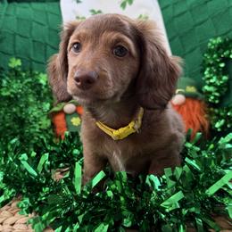 Iron Lad - Hachiko- yellow - Red male Dachshund puppy in Pittsburg, California from Super Hero Dachshunds