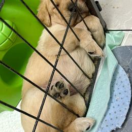 Boy 1 - Yellow male Labrador Retriever puppy in Cutler, Indiana from Woodstock Retrievers