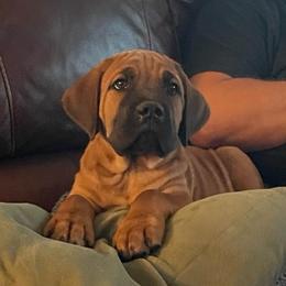 Roman - Fawn male Cane Corso puppy in San Isidro, Texas from MTZCC Ranch, LLC
