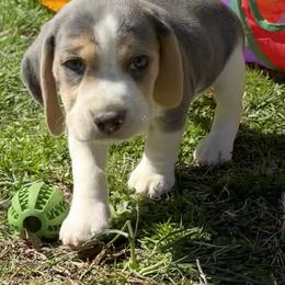 Grey AKC - Blue tan and white male Beagle puppy in Rogersville, Missouri from Hales Little Beagle Haven