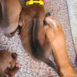 Yellow - Wheaten blk nose Rhodesian Ridgeback puppy in Colgate, Wisconsin from Zenkosi Ridgebacks