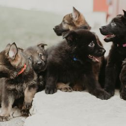 German Shepherds from Meaurroway Opessa Shepherds