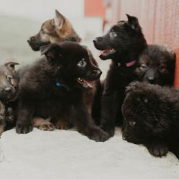 German Shepherds from Meaurroway Opessa Shepherds