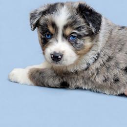 Neytiri - Blue merle female Miniature Australian Shepherd puppy in Orrtanna, Pennsylvania from Mountain Top Shepherd's