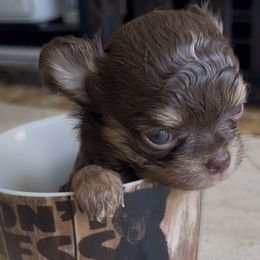 Chihuahua puppies from StarChihahuajoy