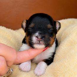 Sabrina - Parti female Yorkshire Terrier puppy in Jacksonville, Florida from Yorktown Yorkies