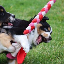 Border Collie, English Setter, and Miniature American Shepherd Puppies from First Harmony Farms