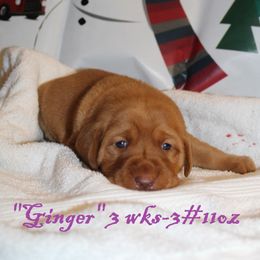 Labrador Retriever Puppies from Rainy Lake Labrador Retrievers