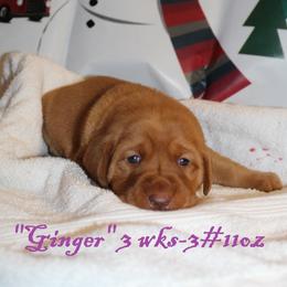 Labrador Retriever Puppies from Rainy Lake Labrador Retrievers