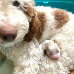 Goldendoodle Puppies from Derby Doodles