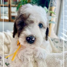 FRANCESCA - Parti female Goldendoodle puppy in Houston, Texas from Pia’s Doodle Poodle Wag