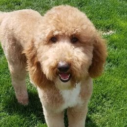 Ruby - Labradoodle
