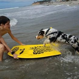 Australian Shepherd All Grown Up from Laura's Aussies