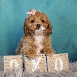 Cavapoo Puppies from Yankee Doodle Dogs