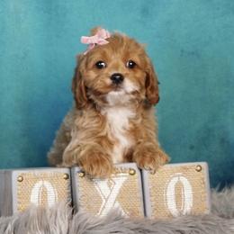 Cavapoo Puppies from Yankee Doodle Dogs