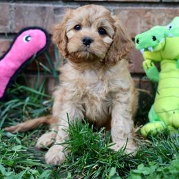 Snack - Red male Cavapoo puppy in Murray, Utah from Good Looking Dogs