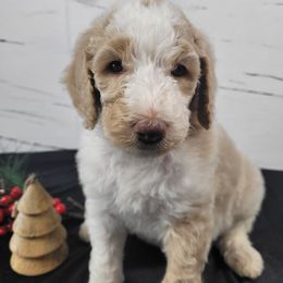 Poodle Puppies from Athena Smiles Standard Poodles