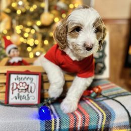 Goldendoodle Puppies from Duck River Goldendoodles