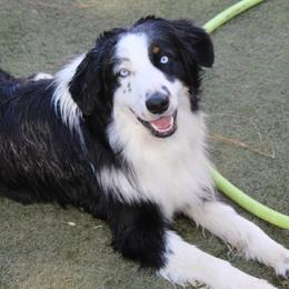 Dean - Australian Shepherd