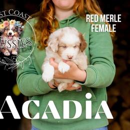 Acadia - Red merle female Miniature American Shepherd puppy in Ferndale, California from Lost Coast Aussies