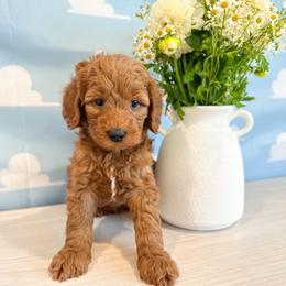 Slinky - Red male Australian Labradoodle puppy in Palmdale, California from Pixie Doodle Paws