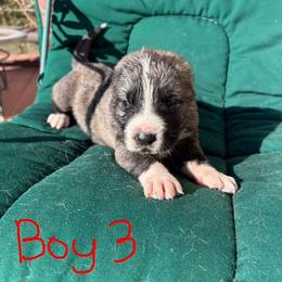 Boy 3 - Brindle male Armenian Gampr puppy in Neenach, California from The Mustangs Ranch