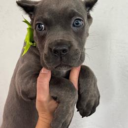 Girl 2 - Gray brindle female Cane Corso puppy in Highland, Illinois from C&I Elite Cane Corso