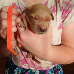 Orange - Golden male Golden Retriever puppy in Lanesboro, Minnesota from Eagle Ridge Golden Retrievers