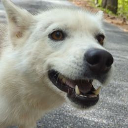 Gwesh - Siberian Husky