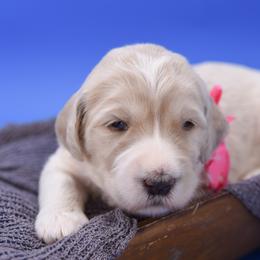 Alice pink collar - Cream female Goldendoodle puppy in Lexington, North Carolina from Deborah’s Doodles