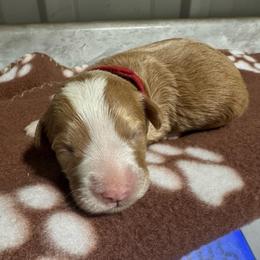 Red - Yellow and white female Bernedoodle puppy in Petersburg, Michigan from Brittany’s Mini Bernedoodles