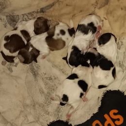 Shih Tzus from 1st Choyce Puppies