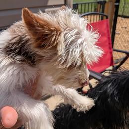Chase AKC - Parti male Yorkshire Terrier puppy in Elizabethtown, Kentucky from Teeny Tiny Puppy Tails
