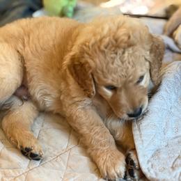 Harvest - Cream male Goldendoodle puppy in Beech Bluff, Tennessee from White Oak Kennel